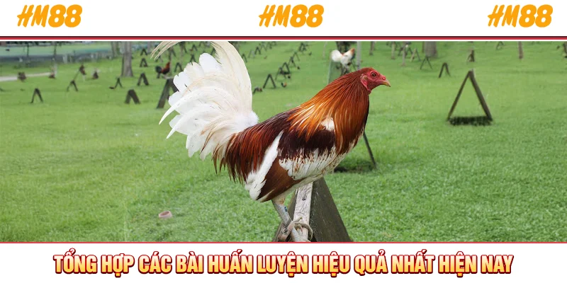 Tổng hợp các bài huấn luyện hiệu quả nhất hiện nay
